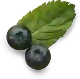 berry transparent image