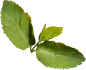 mint transparent image